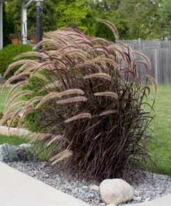 Purple Fountain Grass Live Plants - Set of 3, 5-8