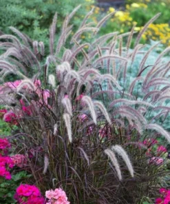 Purple Fountain Grass Live Plants - Set of 3, 5-8