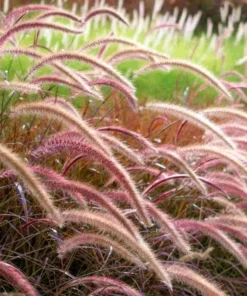 Purple Fountain Grass Live Plants - Set of 3, 5-8