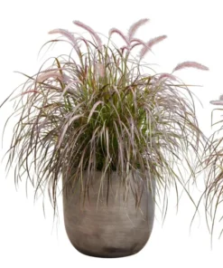 Purple Fountain Grass Plants - Set of 2 Ornamental Live Plants, 5-9 Inch Tall - Image 10