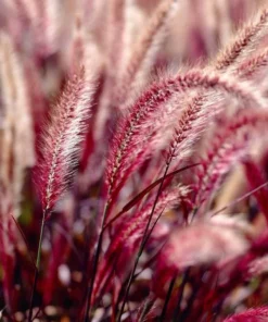 Purple Fountain Grass Plants - Set of 2 Ornamental Live Plants, 5-9 Inch Tall - Image 3