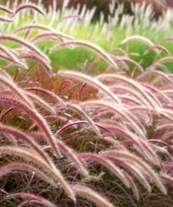 Purple Fountain Grass Plants - Set of 2 Ornamental Live Plants, 5-9 Inch Tall - Image 6