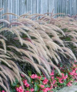Purple Fountain Grass Plants - Set of 2 Ornamental Live Plants, 5-9 Inch Tall - Image 9