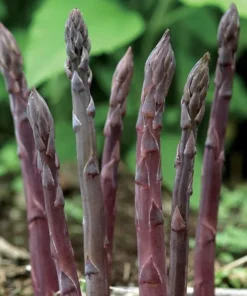 Purple Passion Asparagus Bare Roots - Pack of 5 for Planting, 4-8 Inch Tall - Image 2