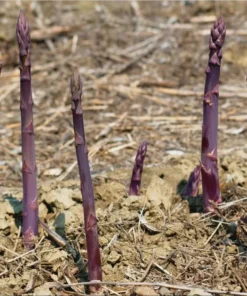 Purple Passion Asparagus Bare Roots - Pack of 5 for Planting, 4-8 Inch Tall - Image 3