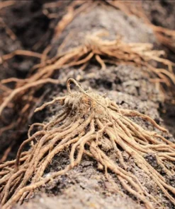 Purple Passion Asparagus Bare Roots - Pack of 5 for Planting, 4-8 Inch Tall - Image 4