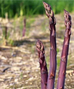 Purple Passion Asparagus Bare Roots - Pack of 5 for Planting, 4-8 Inch Tall - Image 5
