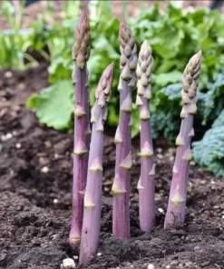 Purple Passion Asparagus Bare Roots - Pack of 5 for Planting, 4-8 Inch Tall - Image 7