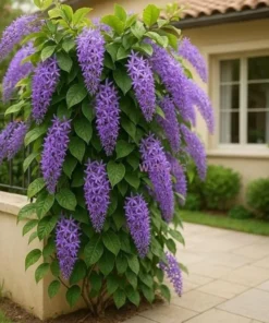 Purple Queen's Wreath Vine Live Plant – Petrea Volubilis – 5-9 Inch Tall Starter - Image 1