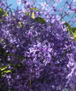 Purple Queen's Wreath Vine Live Plant - Petrea Volubilis - Set of 2, 5-9 Inch Tall - Image 2