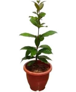 Purple Queen's Wreath Vine Live Plant – Petrea Volubilis – 5-9 Inch Tall Starter - Image 2