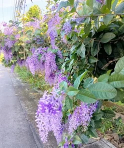 Purple Queen's Wreath Vine Live Plant - Petrea Volubilis - Set of 2, 5-9 Inch Tall - Image 3