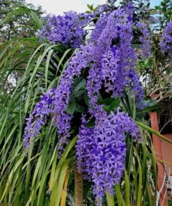 Purple Queen's Wreath Vine Live Plant - Petrea Volubilis - Set of 2, 5-9 Inch Tall - Image 4
