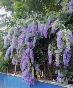 Purple Queen's Wreath Vine Live Plant – Petrea Volubilis – 5-9 Inch Tall Starter - Image 5