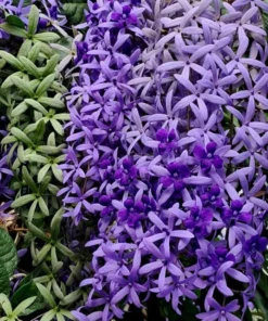 Purple Queen's Wreath Vine Live Plant - Petrea Volubilis - Set of 2, 5-9 Inch Tall - Image 5