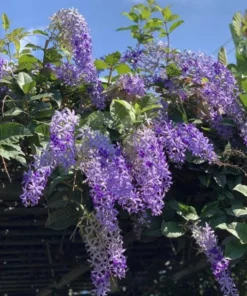 Purple Queen's Wreath Vine Live Plant – Petrea Volubilis – 5-9 Inch Tall Starter - Image 6
