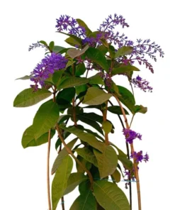 Purple Queen's Wreath Vine Live Plant - Petrea Volubilis - Set of 2, 5-9 Inch Tall - Image 6