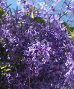 Purple Queen's Wreath Vine Live Plant – Petrea Volubilis – 5-9 Inch Tall Starter - Image 7