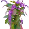 Purple Queen's Wreath Vine Live Plant - Petrea Volubilis - Set of 2, 5-9 Inch Tall - Image 1