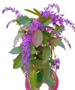 Purple Queen's Wreath Vine Live Plant - Petrea Volubilis - Set of 2, 5-9 Inch Tall - Image 1