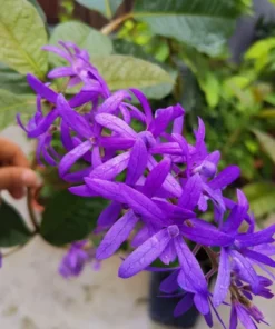 Purple Queen's Wreath Vine Live Plant - Petrea Volubilis - Set of 2, 5-9 Inch Tall - Image 8