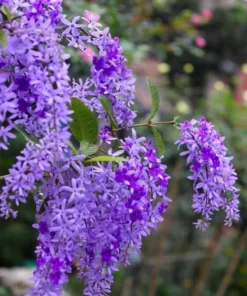 Purple Queen's Wreath Vine Live Plant - Petrea Volubilis - Set of 2, 5-9 Inch Tall - Image 9