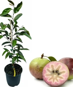 Purple Star Apple Tree Live Plant - 3-4 ft Caimito in 3 Gallon Pot - Image 7