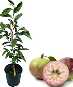 Purple Star Apple Tree Live Plant - 3-4 ft Caimito in 3 Gallon Pot - Image 1
