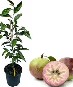 Purple Star Apple Tree Live Plant – 3 to 4 Feet Tall Caimito in 3 Gallon Pot - Image 4