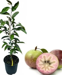 Purple Star Apple Tree Live Plant – 3 to 4 Feet Tall Caimito in 3 Gallon Pot - Image 5