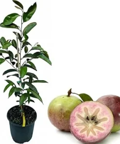 Purple Star Apple Tree Live Plant – 3 to 4 Feet Tall Caimito in 3 Gallon Pot - Image 6