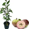 Purple Star Apple Tree Live Plant – 3 to 4 Feet Tall Caimito in 3 Gallon Pot - Image 1