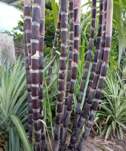 Purple Sugarcane Cuttings – 20 Live Plant Sticks – 1 Ft Well-Rooted for Outdoor Garden - Image 2