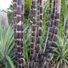 Purple Sugarcane Live Plant Cuttings - Set of 20, 1 Foot Well-Rooted for Outdoor Garden - Image 1