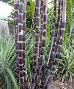Purple Sugarcane Live Plant Cuttings - Set of 20, 1 Foot Well-Rooted for Outdoor Garden - Image 1