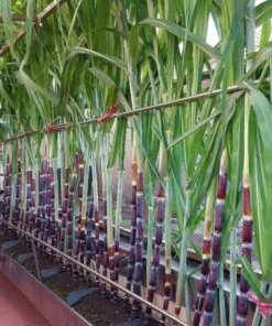 Purple Sugarcane Plant Cuttings - 10 Count, 1-2 Ft Long, Unrooted - Image 2