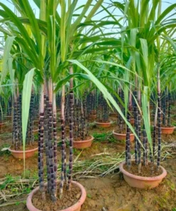 Purple Sugarcane Plant Cuttings - 10 Count, 1-2 Ft Long, Unrooted - Image 3