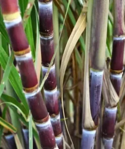 Purple Sugarcane Plant Cuttings - 10 Count, 1-2 Ft Long, Unrooted - Image 5