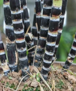 Purple Sugarcane Plant Cuttings - 10 Count, 1-2 Ft Long, Unrooted - Image 6