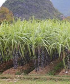 Purple Sugarcane Plant Cuttings - 10 Count, 1-2 Ft Long, Unrooted - Image 7