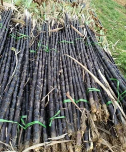 Purple Sugarcane Plant Cuttings - 10 Count, 1-2 Ft Long, Unrooted - Image 8