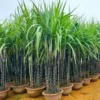 Purple Sugarcane Plant Cuttings - 10 Count, 1-2 Ft Long, Unrooted - Image 1