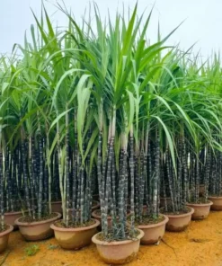 Purple Sugarcane Plant Cuttings - 10 Count, 1-2 Ft Long, Unrooted - Image 1