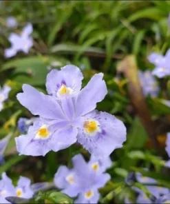 Purple Walking Iris Live Starter Plant Rhizome - 1-3" Tall - Indoor/Outdoor Perennial - Image 2