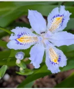 Purple Walking Iris Live Starter Plant Rhizome - 1-3