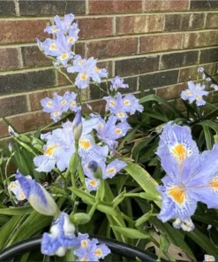 Purple Walking Iris Live Starter Plant Rhizome - 1-3