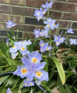 Purple Walking Iris Live Starter Plant Rhizome - 1-3