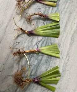 Purple Walking Iris Live Starter Plant Rhizome - 1-3