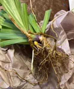 Purple Walking Iris Live Starter Plant Rhizome - 1-3