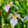 Purple Walking Iris Live Starter Plant Rhizome - 1-3" Tall - Indoor/Outdoor Perennial - Image 1